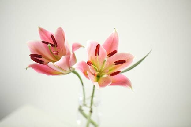 Calla Lily