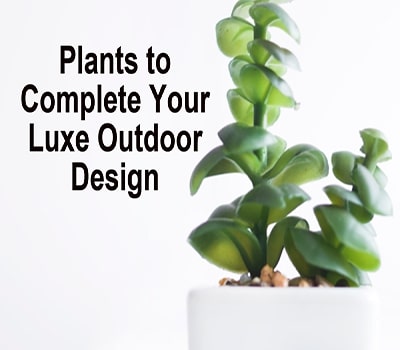 Plants To Complete Your Luxe Outdoor Design