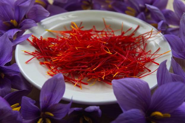 Saffron Crocus