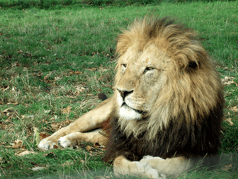 Bradywine Zoo 