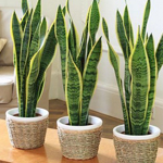 5 Steps Toward a Home More Green Home